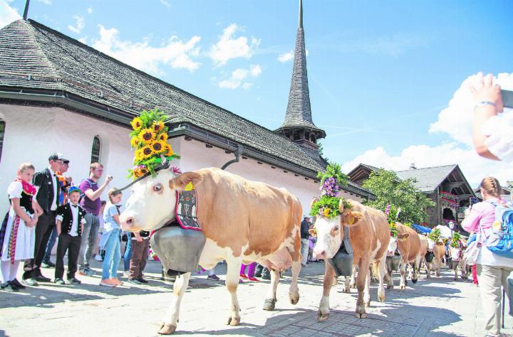 Stolz traben die Kühe durch die Promenade, geschmückt mit kunstvollen Blumengestecken. FOTOS: JOCELYNE PAGE
