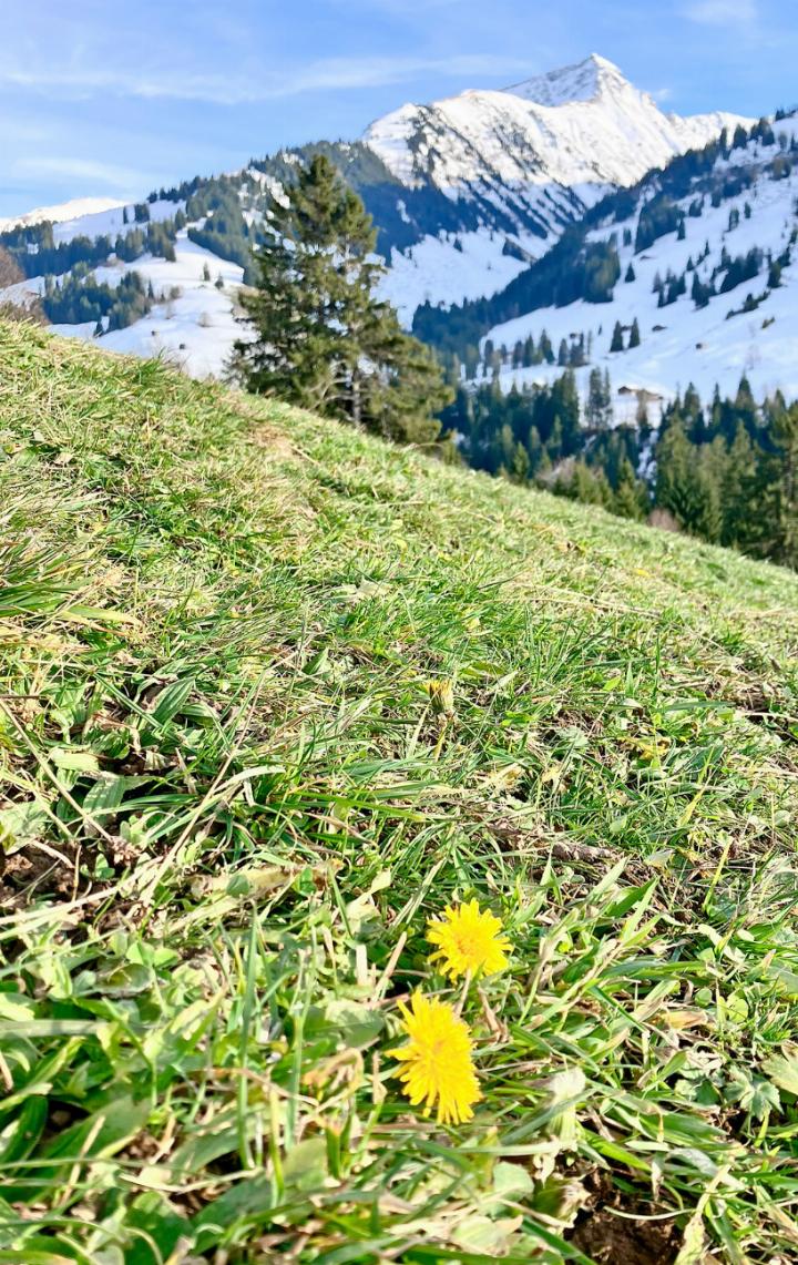 «Die Natur ist etwas überfordert mit diesem warmen Vorwinterwetter – und wir vielleicht auch!», schreibt unser Leser Emanuel Perreten zu seinem Bild, aufgenommen in der Bortvorschess mit Gifer im Hintergrund. FOTO: EMANUEL PERRETEN, GSTAAD