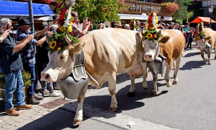 Die Kühe der Züglete gehen samt Treicheln und Kopfschmuck gemächlich durch die Promenade. FOTO: SONJA WOLF