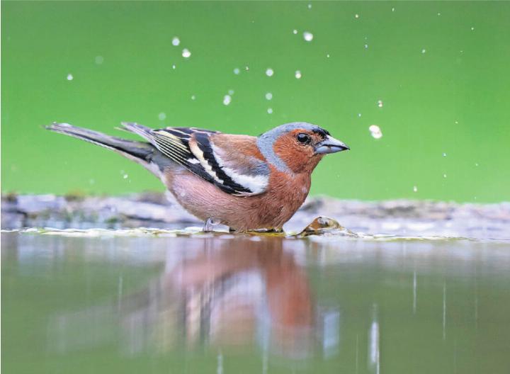 Ab ins kühle Nass! Wie wir Menschen nehmen Vögel bei diesen Temperaturen gerne ein Bad. Um die Hygiene zu gewährleisten, ist es wichtig, das Wasser mindestens einmal täglich zu wechseln. FOTO: MARCEL BURKHARDT