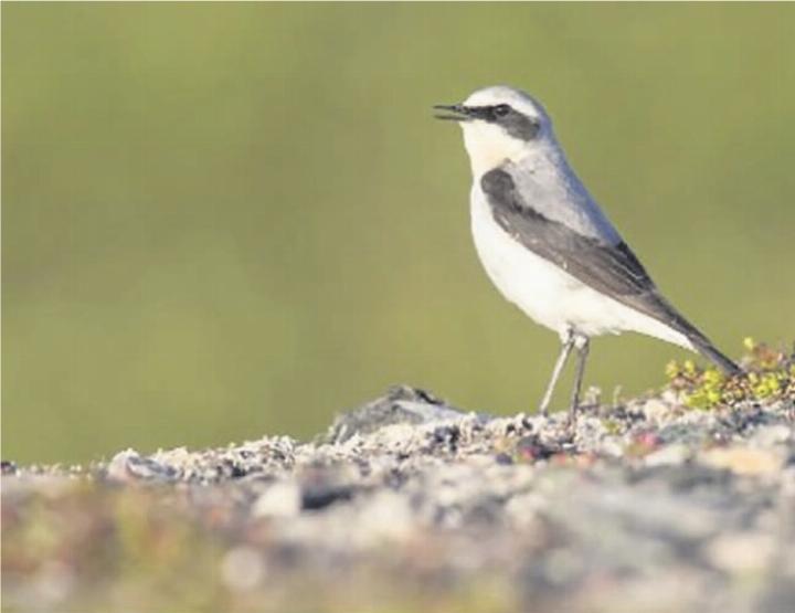 In Europa brütende Steinschmätzer wählen unterschiedliche Zugwege. Vögel aus den Alpen ziehen auf direktestem Weg via Mittelmeer, während Vögel aus Deutschland via Iberische Halbinsel nach Afrika ziehen. FOTO: MARCEL BURKHARDT