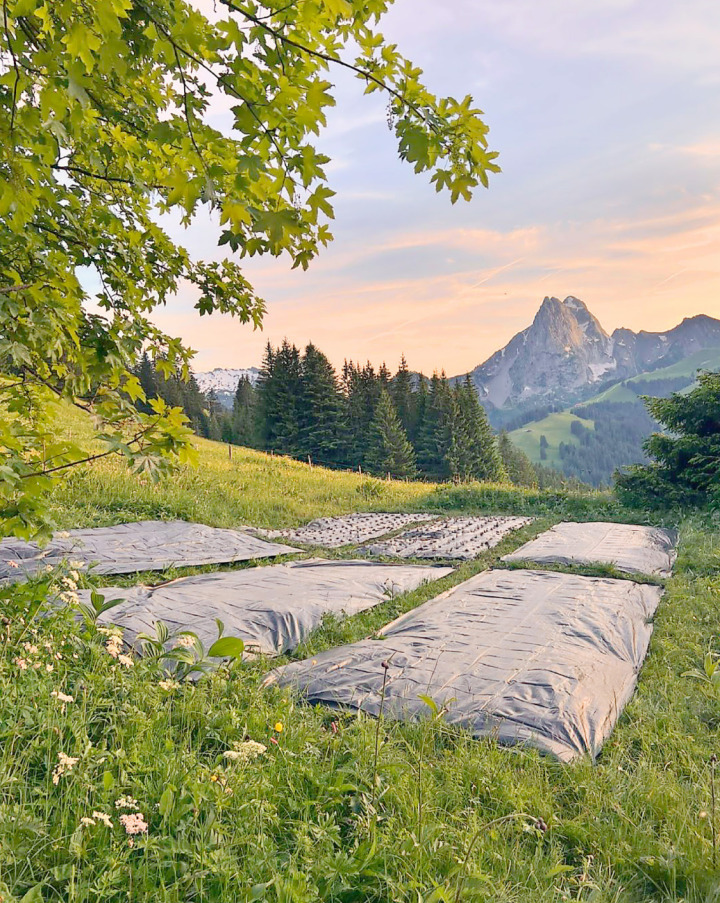 Teeanbau auf 1500 Meter über Meer. FOTOS: ZVG