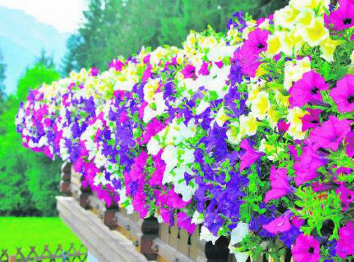 Blumen Stricker bietet ein grosses Sortiment an Balkon- und Terrassenpflanzen. FOTO: ZVG