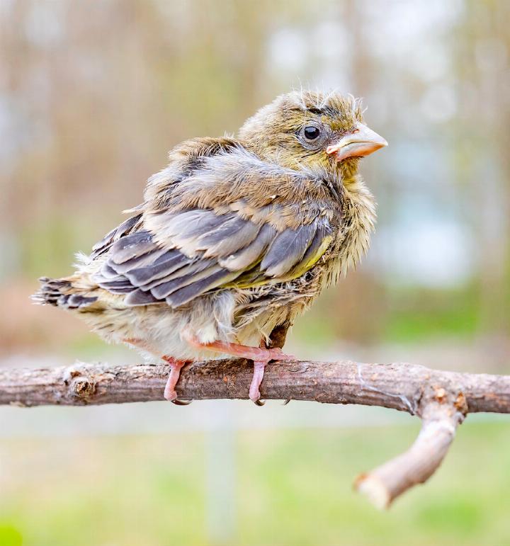 Dieser junge Grünfink ist bereits alt genug, um ausserhalb des Nests zurechtzukommen. In diesem Stadium brauchen Jungvögel meist keine menschliche Hilfe.