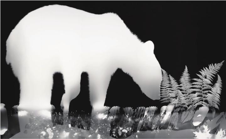 Ein junger Bär taucht als leuchtender «weisser Schatten» aus der Dunkelheit des Waldes auf – eine lebensgrosse Nachtaufnahme, entstanden ohne Kamera direkt auf lichtempfindlichem Papier.