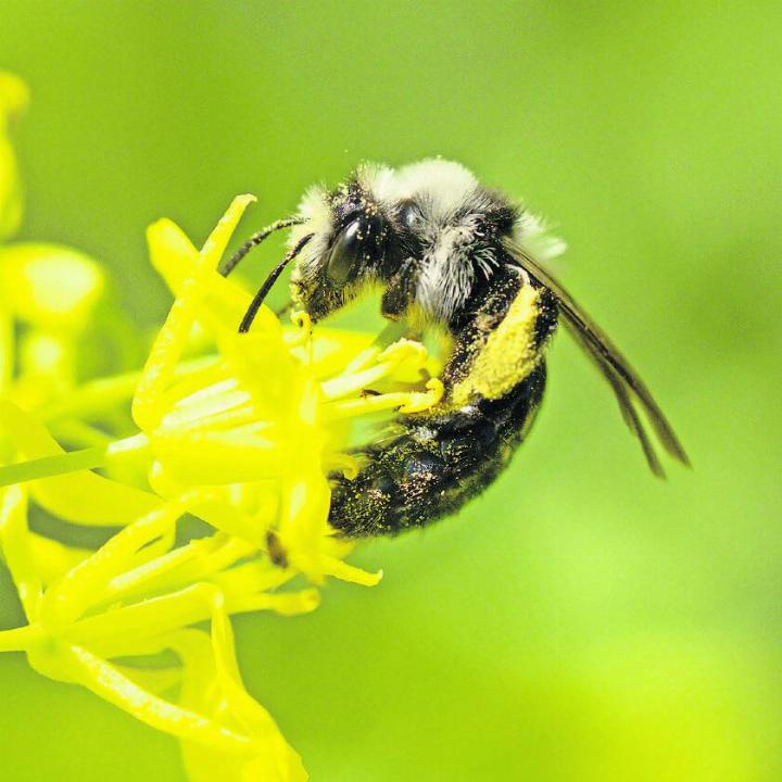 Ein Weibchen der Aschgrauen Sandbiene sammelt Pollen (sichtbar an ihren Hinterbeinen) auf einem blühenden Asia-Salat.