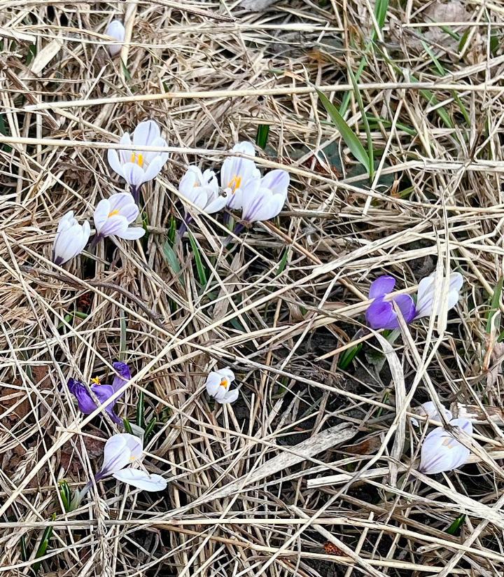 Frühling im Rohr in Lauenen.    FOTO: DAISY HUËT, LAUENEN