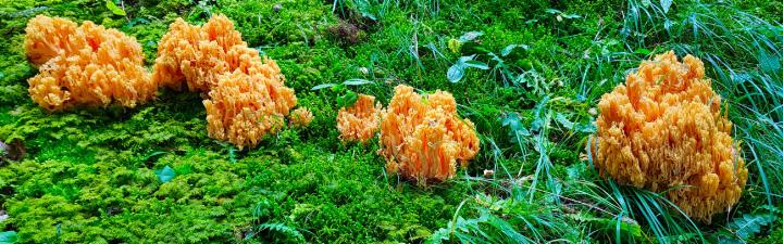 Schön und zum Verzehr verlockend: die Goldgelbe Koralle (Ramaria aurea), aber unbedingt Kochanleitung beachten! FOTO: BERT INÄBNIT