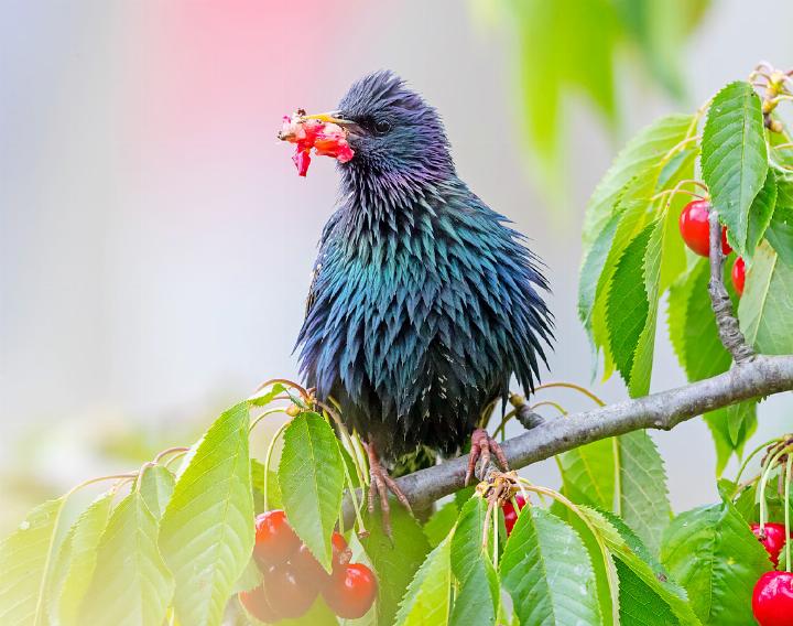 Reife Früchte stehen im Sommer auf dem Speiseplan einiger Vogelarten, wie etwa beim Star. FOTO: MATHIAS SCHÄF