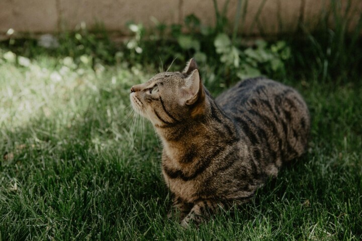 Motion fordert eine landesweite Chip- und Registrierungspflicht von Katzen. (Foto: Unsplash)
