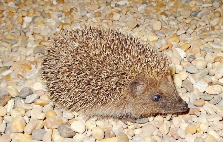 Dieses süsse Kerlchen tauchte plötzlich vor dem Haus von Bert Inäbnit auf. FOTO: BERT INÄBNIT