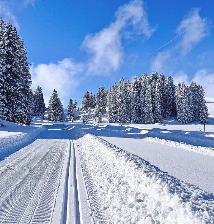 Am Mittwoch, 7. Januar, zeigte der Stockbrunnen-Schneehase erstmals Vollweiss, vier Tage später präsentierte ihm das Sparenmoos das schönste Winterkleid – «Nickel!». FOTO: ZVG