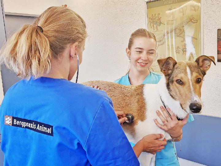 Die meisten Schulabgänger, die sich für eine Lehre entscheiden, steigen in ihren bevorzugten Beruf ein. SYMBOLFOTO: BERGPRAXIS ANIMAL