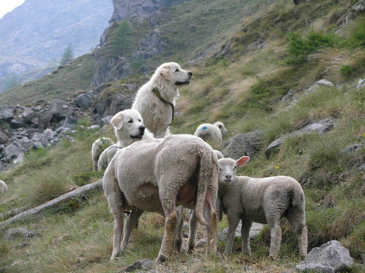 Eine Schafherde gilt laut der Wirtschafts-, Energie- und Umweltdirektion des Kantons Bern (WEU) als geschützt, wenn sie von zwei Herdenschutzhunden bewacht wird. (Foto: François Meyer) Eine Schafherde gilt laut der Wirtschafts-, Energie- und Umweltdirektion des Kantons Bern (WEU) als geschützt, wenn sie von zwei Herdenschutzhunden bewacht wird. (Foto: François Meyer)