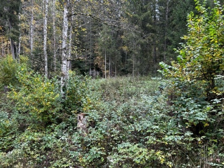 An dieser Stelle im Tragslibon soll im nächsten Frühling ein Waldbiotop installiert werden. (Foto: zvg)