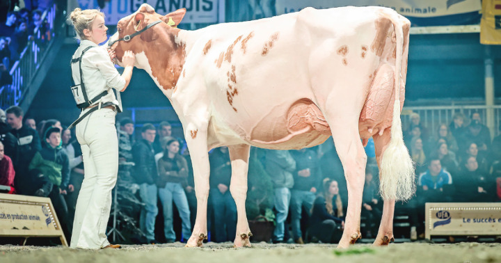 Gobeli’s Power Faida, ausgestellt von Sabrina Gobeli, Saanen. FOTO: GUILLAUME MOY