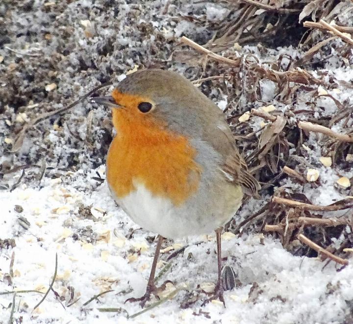 Beim Rotkehlchen sind Männchen und Weibchen gleich gefärbt und schwer zu unterscheiden. FOTOS: BERT INÄBNIT