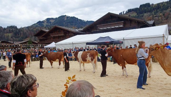 Die Sitzplätze mit guter Sicht auf den Ring waren bald einmal besetzt. FOTOS: VRENI MÜLLENER Die Sitzplätze mit guter Sicht auf den Ring waren bald einmal besetzt. FOTOS: VRENI MÜLLENER