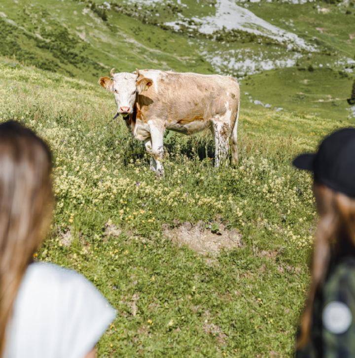 Auf den Alpweiden rund um Gstaad begegnen sich Mensch, Tier und Natur in besonderer Harmonie.