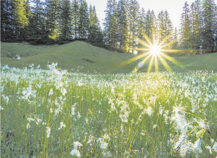 Alpwiese bei Sonnenaufgang. FOTO: JAN FURLER, BUBENDORF