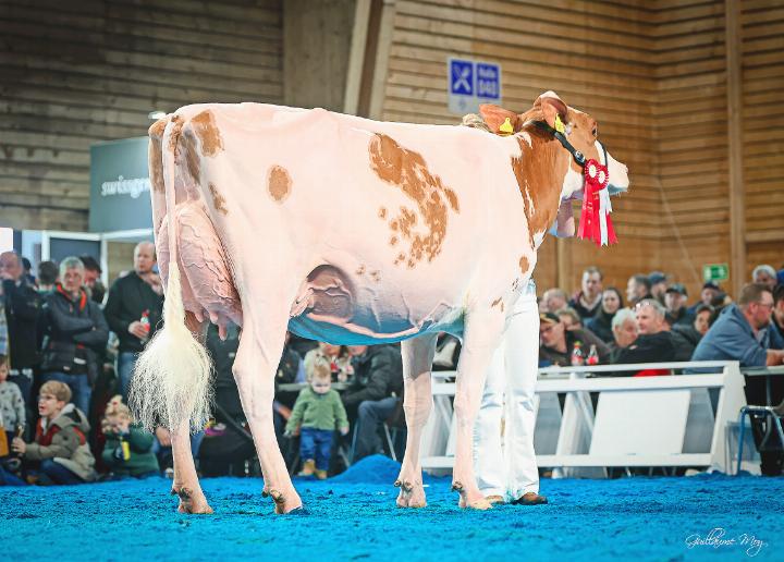 Gobelis Power Faida von Gobeli Holstein und Zingre Erich, Saanen.
