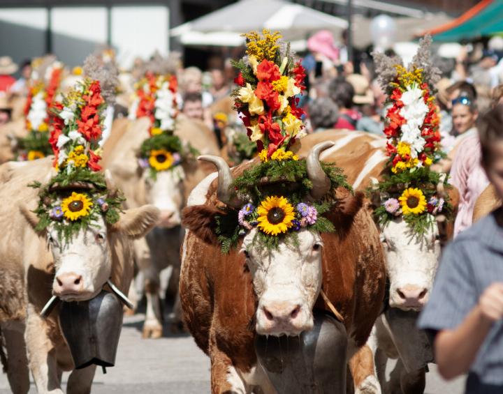 Die geschmückten Kühe der Familie Johann von Grünigen aus dem Turbach auf ihrem Weg durch Gstaad nach Saanen. FOTO: KEREM MAURER