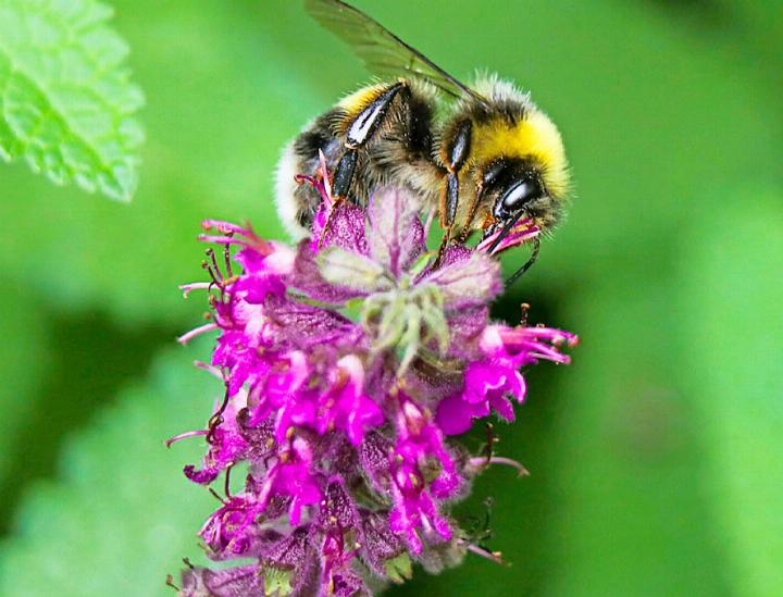 Dank ökologischer Verbesserungen finden Wildbienen mehr Nahrung. FOTO: UNSPLASH