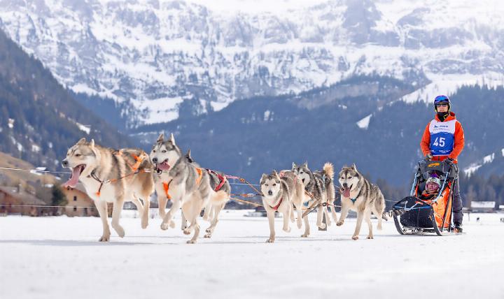 Bereits zum 44. Mal wurde auf dem Lenker Talboden das Internationale Schlittenhunderennen durchgeführt. FOTO: RACE VISION