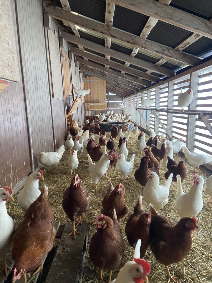 Die Hühner im «Wintergarten», wo sie vor der Vogelgrippe geschützt sind.