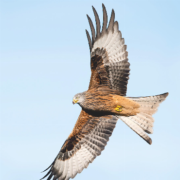 Studie zeigt: Rotmilane verteidigen Nachwuchs je nach Nahrungsangebot unterschiedlich - Rotmilan im Flug: Die Greifvögel passen ihr
Verhalten bei der Verteidigung des Nachwuchses an das Nahrungsangebot an.   FOTO: ADOBESTOCK