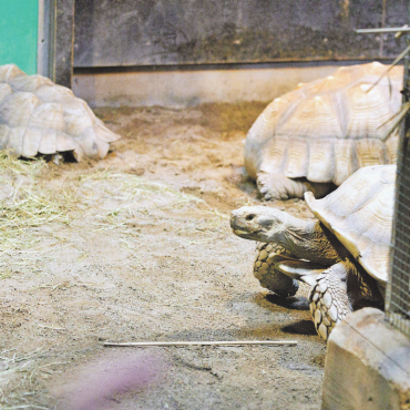 Qualzuchten und illegale Wildtiere boomen - Gross und schwer: Sporenschildkröten. Diese überdimensionalen Tiere wurden einst als Haustiere gehalten.