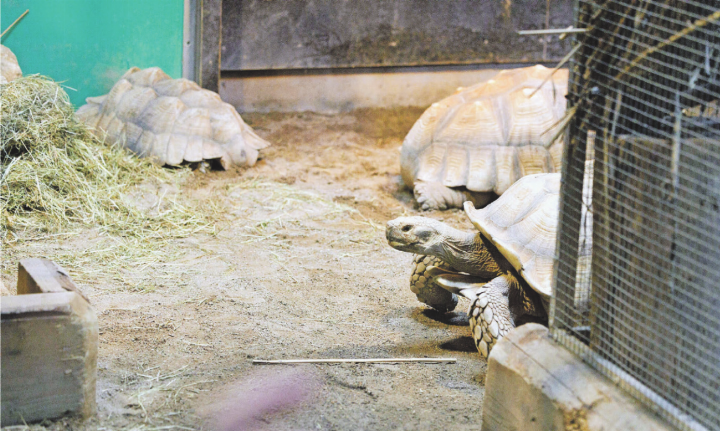 Gross und schwer: Sporenschildkröten. Diese überdimensionalen Tiere wurden einst als Haustiere gehalten.