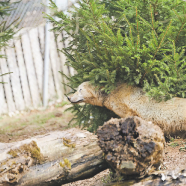 Qualzuchten und illegale Wildtiere boomen - Dieser arktische Wolf ist einer von insgesamt
sieben Wölfen oder Wolfshybriden. Alle stammen aus Privatbesitz.   FOTOS: NIK EGGER