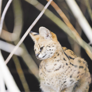 Qualzuchten und illegale Wildtiere boomen - Dieser Serval wurde aus einem Industriecontainer gerettet.