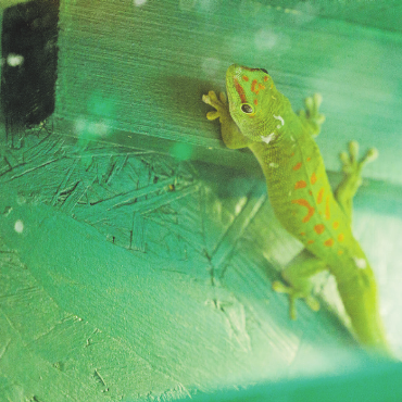Qualzuchten und illegale Wildtiere boomen - Auch etliche seltene Reptilien leben im Sikypark.
