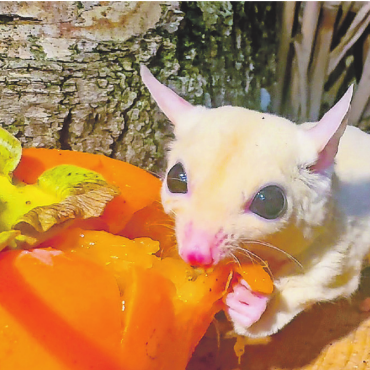 Qualzuchten und illegale Wildtiere boomen - Dieser Kurzkopfgleitbeutler– auch Sugar Glider genannt – ist einer von mehreren seiner Art, die im Sikypark ein neues Zuhause gefunden haben. FOTO: ZVG