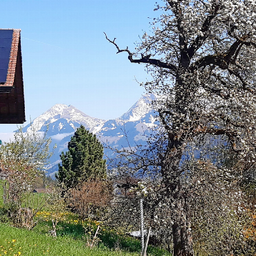 Pro Simmental sucht Wege für den Absatz von einheimischem Obst - Diese Blütenpracht und das gute Bienenflugwetter könnten optimistisch machen. Schöne Aussichten sinds allemal.    FOTO: ZVG