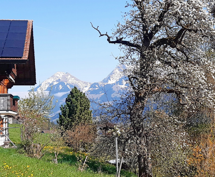 Diese Blütenpracht und das gute Bienenflugwetter könnten optimistisch machen. Schöne Aussichten sinds allemal.    FOTO: ZVG