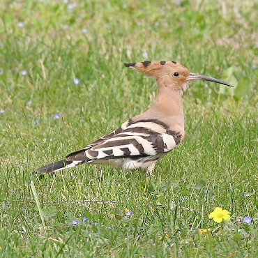 Die Durchzügler sind da… - Der Wiedehopf, einst verbreiteter Brutvogel der Schweiz, ist leider nur noch an wenigen Orten anzutreffen.    FOTO: BERT INÄBNIT