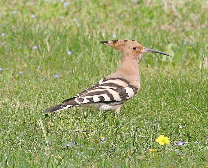 Der Wiedehopf, einst verbreiteter Brutvogel der Schweiz, ist leider nur noch an wenigen Orten anzutreffen.    FOTO: BERT INÄBNIT