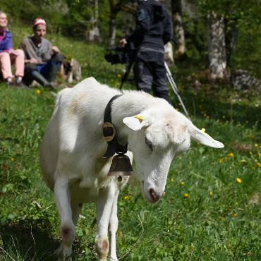 «landuf, landab» dreht im Saanenland