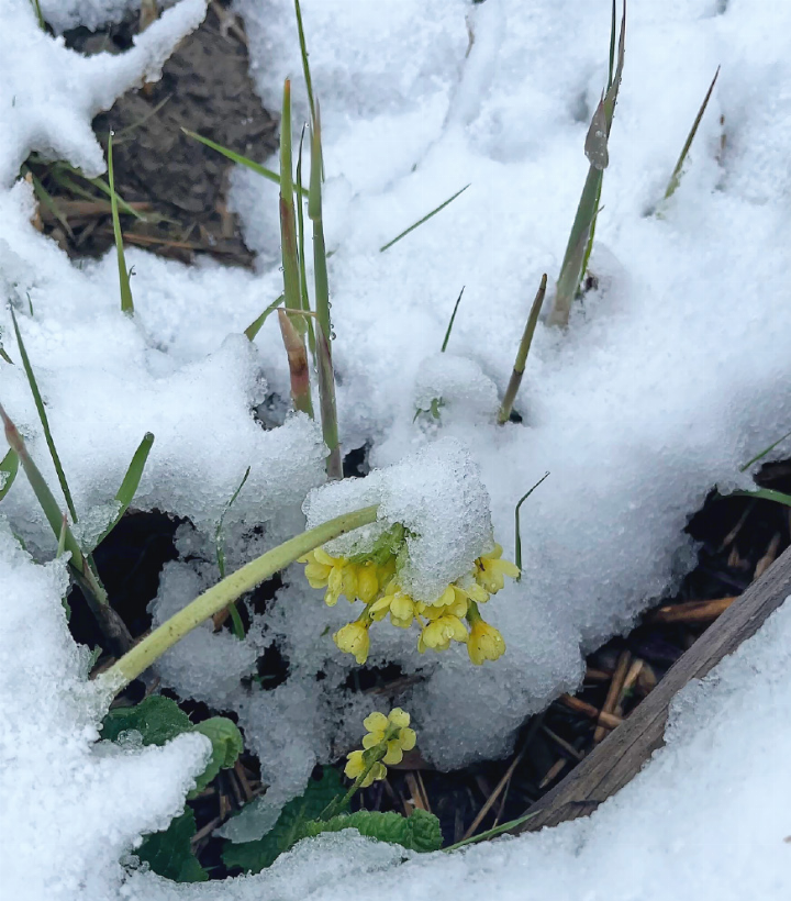 Die Rückkehr des Winters kam für so manches blühende Pflänzchen überraschend.    FOTO: DAISY HUËT, LAUENEN