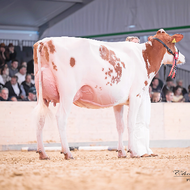 Fünf Kühe aus dem Saanenland an der 38. Berner Eliteschau - Gobeli’s Power Faida von Gobeli Holstein und
Erich Zingre, Saanen.   FOTO: CHANTAL STEURI PHOTOGRAPHY