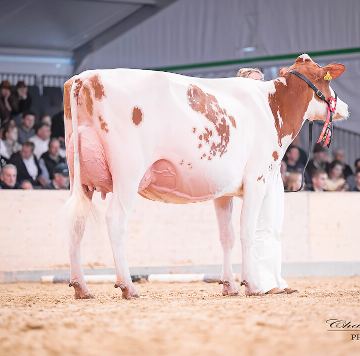 Gobeli’s Power Faida von Gobeli Holstein und
Erich Zingre, Saanen.   FOTO: CHANTAL STEURI PHOTOGRAPHY