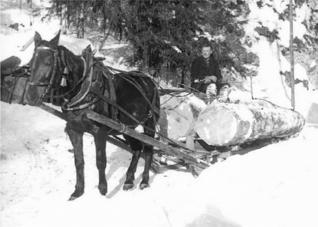 Die Faszination vom Wald liegt in der Familie. «Ein Foto von Grosspapa Willi Raflaub auf der Trämelfuhr, 1953», erzählt Willi Bach. FOTO: ZVG Die Faszination vom Wald liegt in der Familie. «Ein Foto von Grosspapa Willi Raflaub auf der Trämelfuhr, 1953», erzählt Willi Bach. FOTO: ZVG