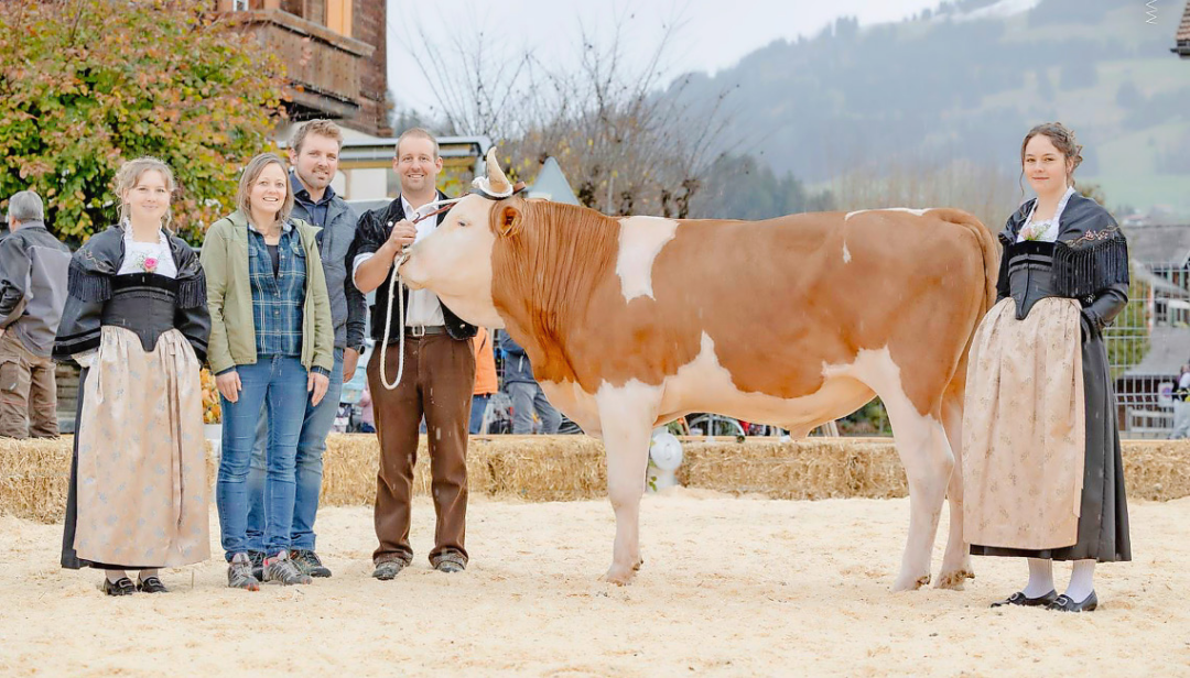 Bereit für den Gewinner vom Sonntag: der Simmentaler Muni «Valetto» mit v.l. Ehrendame Anina Kneubühler, Eva und Andy Mösching von Mösching Bau (Sponsor), Eigentümer Daniel Trachsel und Ehrendame Nicole Annen. FOTO: MARLIES BIRCHER Bereit für den Gewinner vom Sonntag: der Simmentaler Muni «Valetto» mit v.l. Ehrendame Anina Kneubühler, Eva und Andy Mösching von Mösching Bau (Sponsor), Eigentümer Daniel Trachsel und Ehrendame Nicole Annen. FOTO: MARLIES BIRCHER