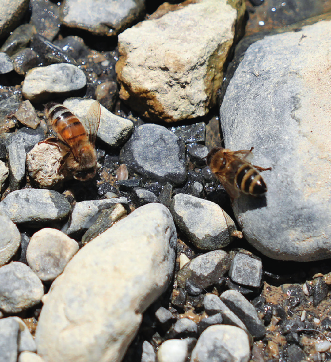 Wildbienen trinken an den flachen Stellen des aufgewerteten Gewässers. Wildbienen trinken an den flachen Stellen des aufgewerteten Gewässers.