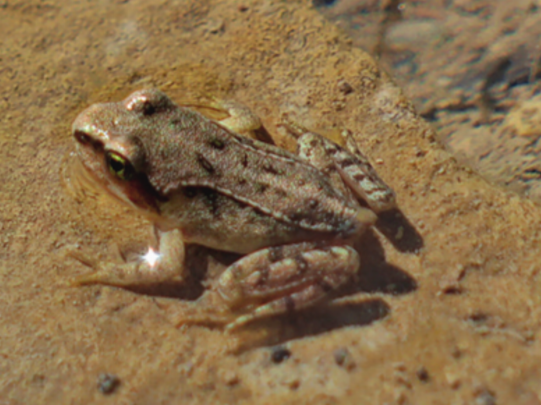 Ein Grasfrosch wärmt sich an der Sonne. Ein Grasfrosch wärmt sich an der Sonne.
