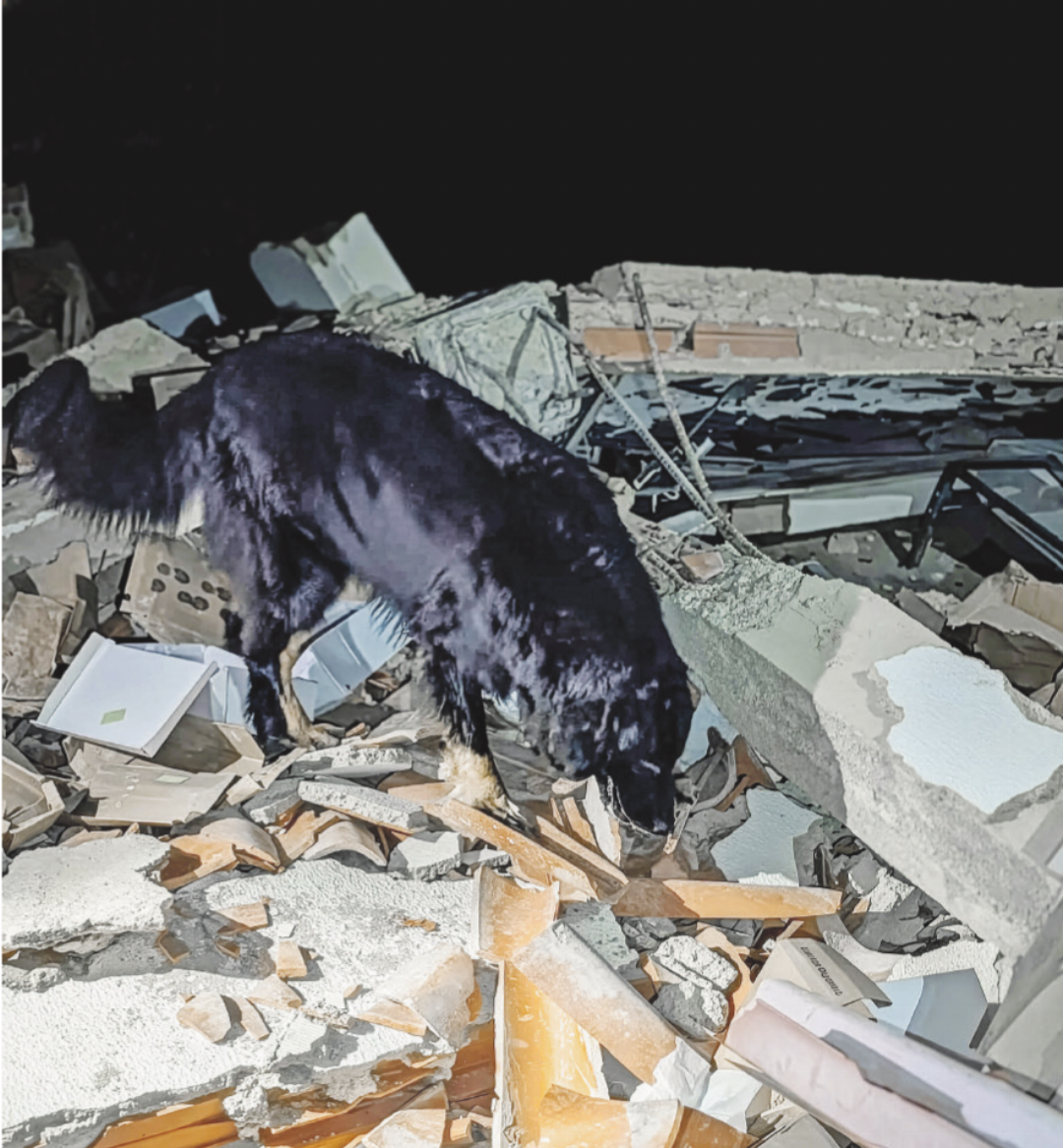 Auch in schwer zugänglichen Bereichen arbeiten sich die Hunde selbstständig durch das zerstörte Gelände. Auch in schwer zugänglichen Bereichen arbeiten sich die Hunde selbstständig durch das zerstörte Gelände.
