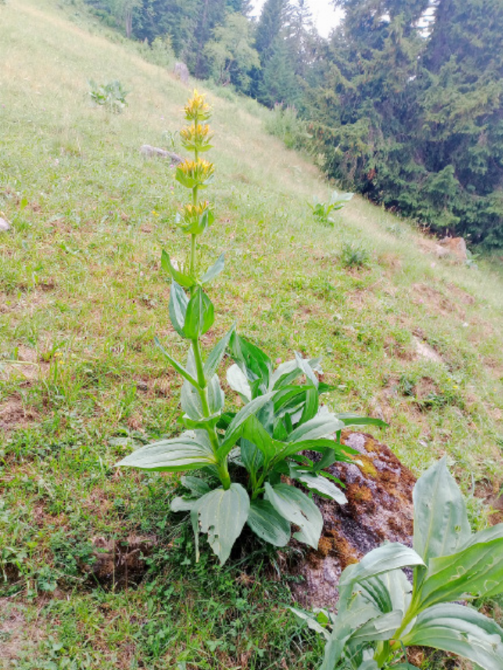 Eine Enzianpflanze auf einer Alpwiese.   FOTO: ZVG